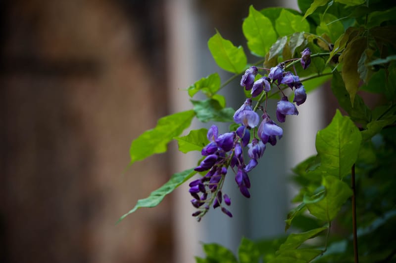 Oasi Naturalistica Sant'Alessio