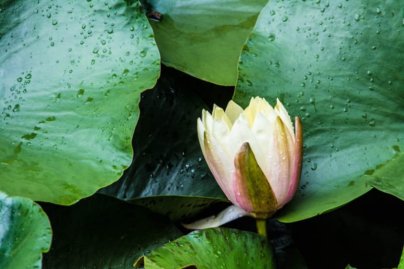 Oasi Naturalistica Sant'Alessio