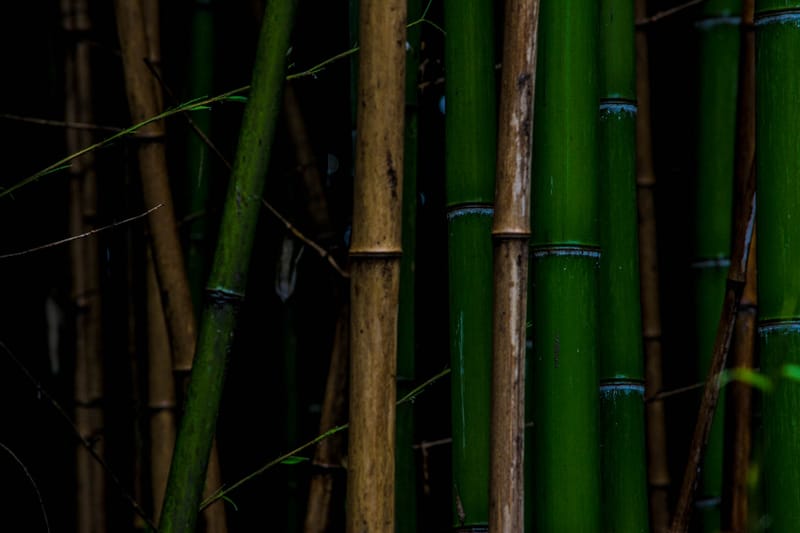 Oasi Naturalistica Sant'Alessio