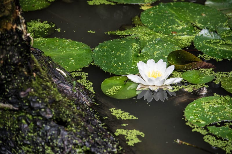 Oasi Naturalistica Sant'Alessio
