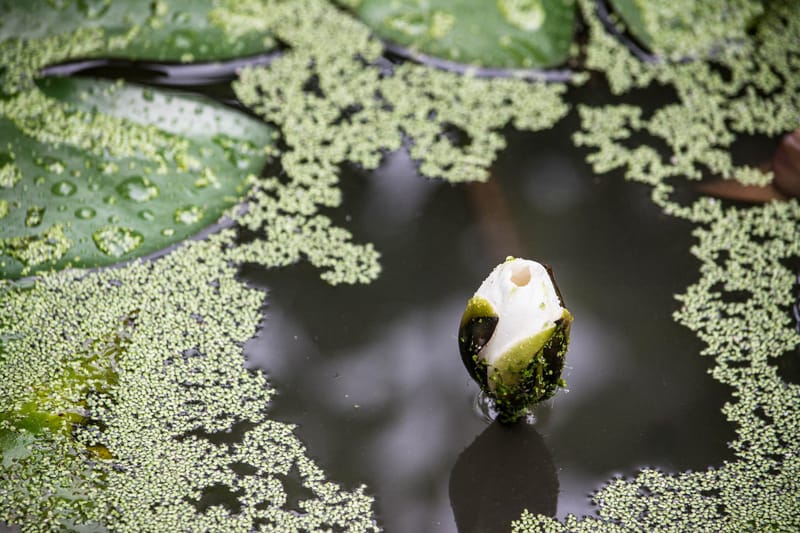 Oasi Naturalistica Sant'Alessio