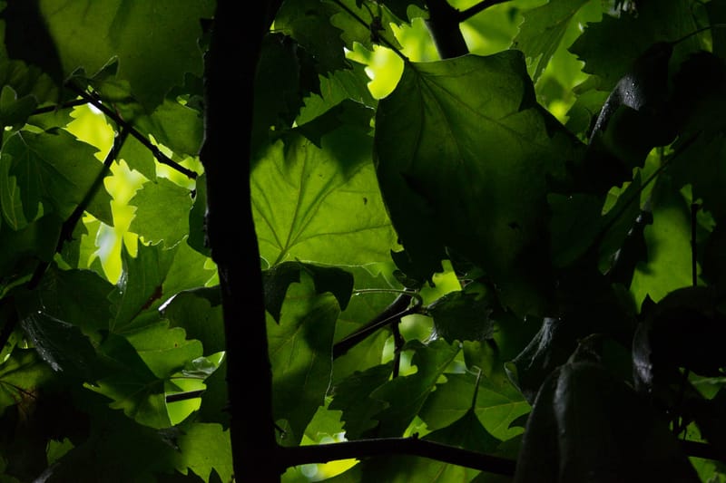 Oasi Naturalistica Sant'Alessio