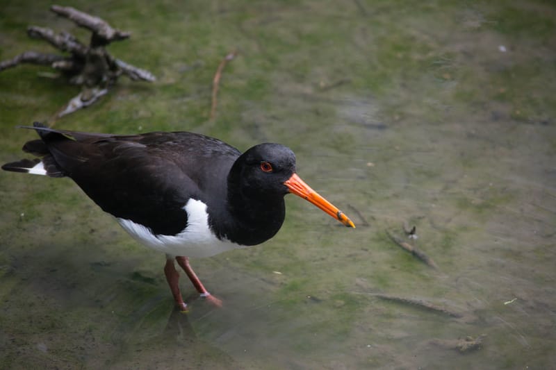 Oasi Naturalistica Sant'Alessio
