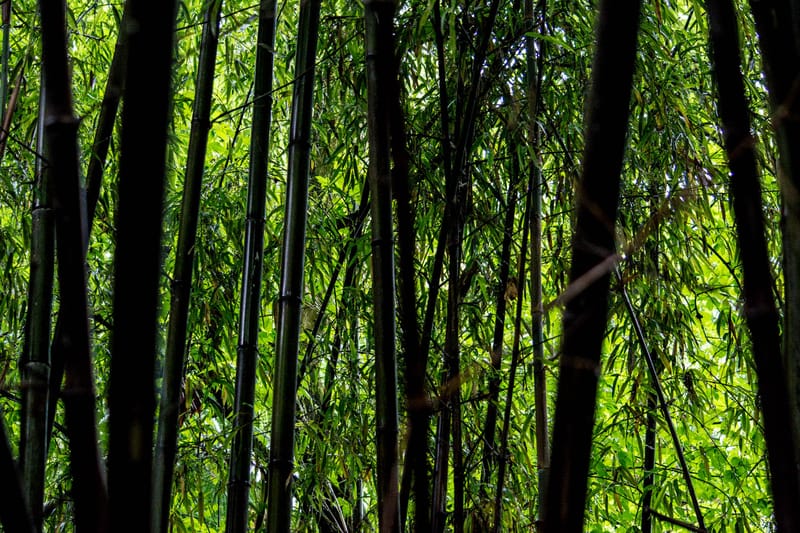 Oasi Naturalistica Sant'Alessio