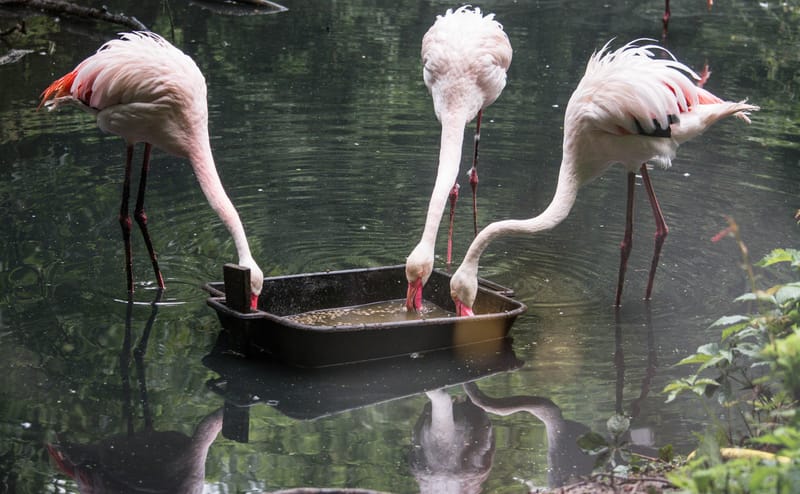 Oasi Naturalistica Sant'Alessio