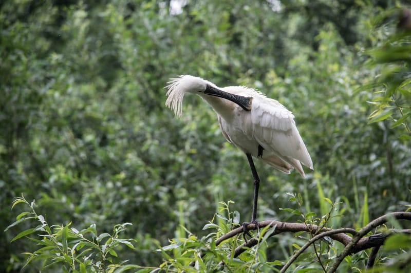 Oasi Naturalistica Sant'Alessio