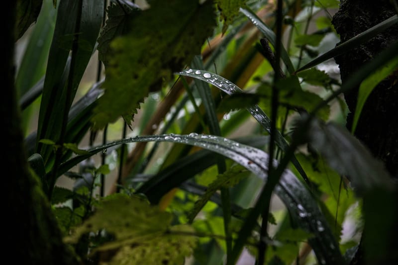 Oasi Naturalistica Sant'Alessio
