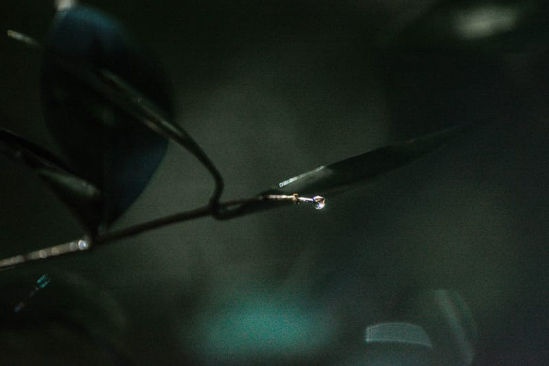 Oasi Naturalistica Sant'Alessio