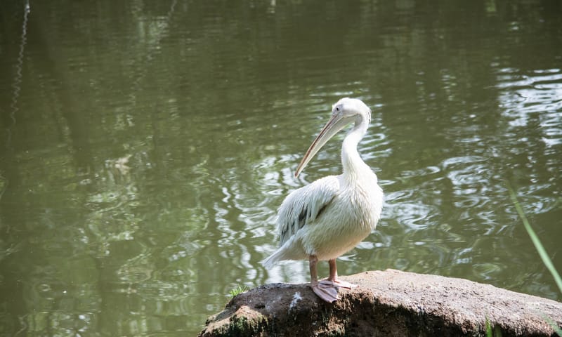Oasi Naturalistica Sant'Alessio