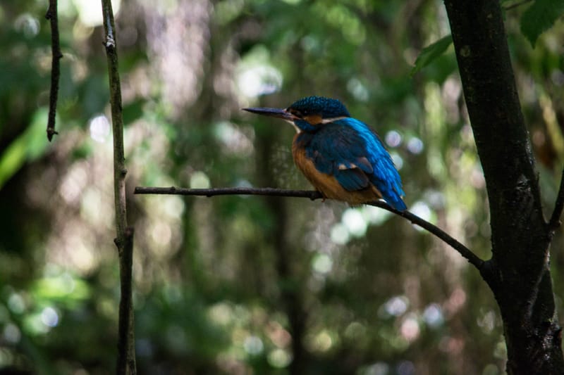 Oasi Naturalistica Sant'Alessio