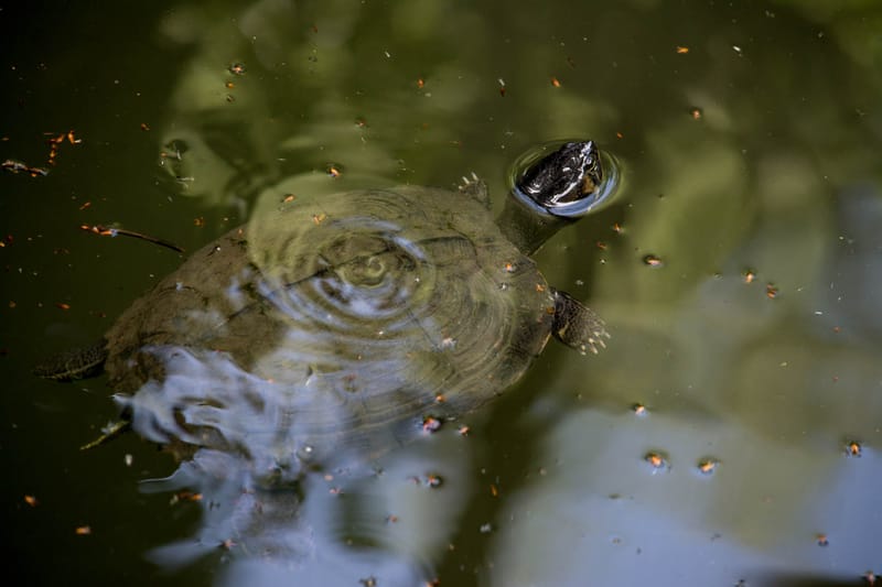 Oasi Naturalistica Sant'Alessio