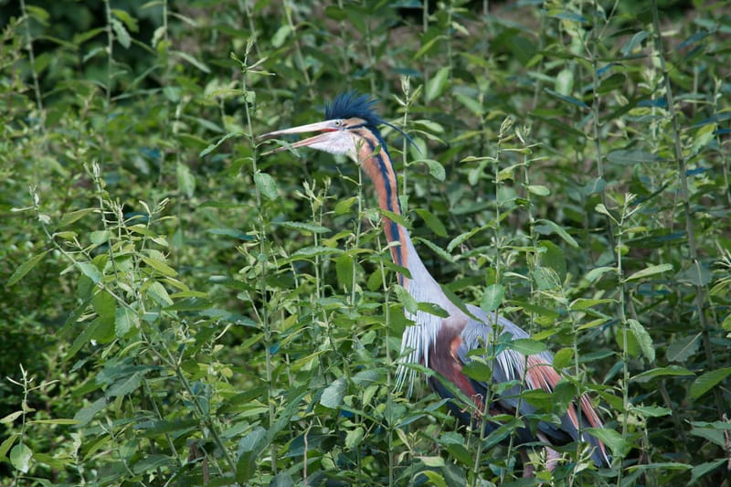 Oasi Naturalistica Sant'Alessio