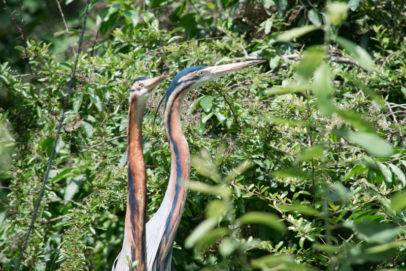 Oasi Naturalistica Sant'Alessio