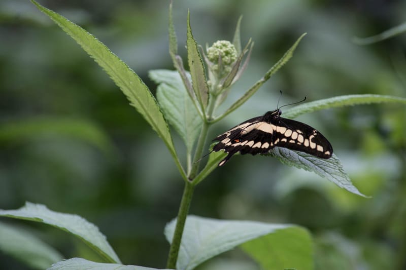 Oasi Naturalistica Sant'Alessio