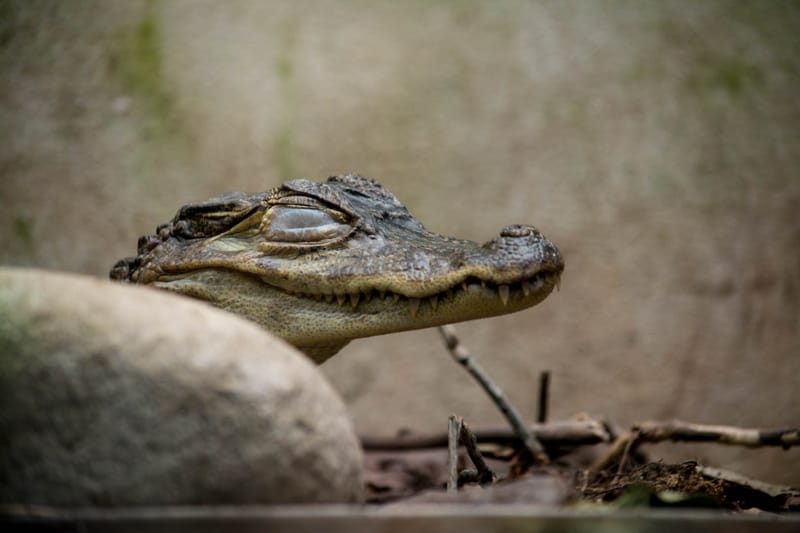 Oasi Naturalistica Sant'Alessio