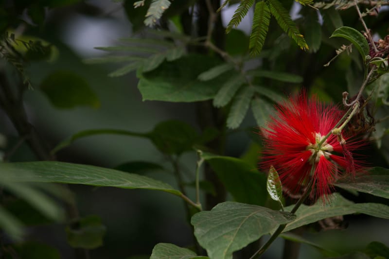 Oasi Naturalistica Sant'Alessio