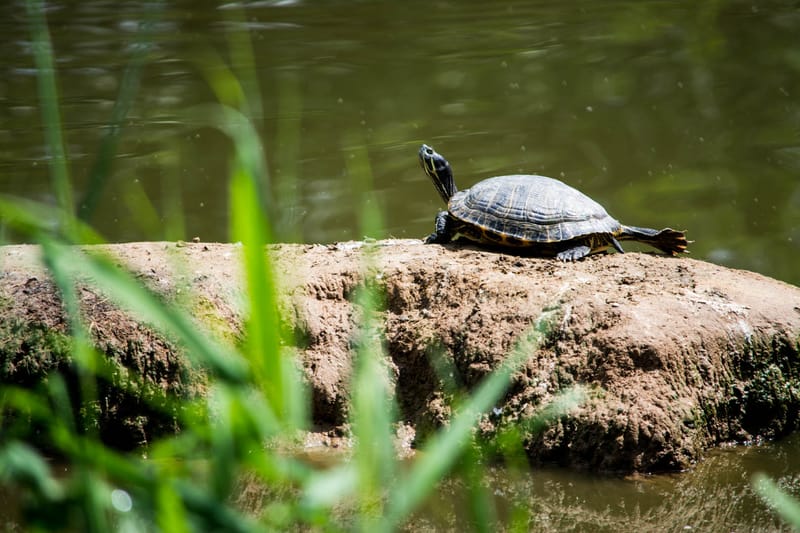 Oasi Naturalistica Sant'Alessio