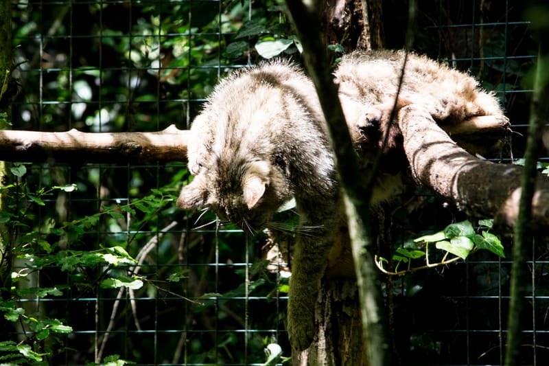 Oasi Naturalistica Sant'Alessio
