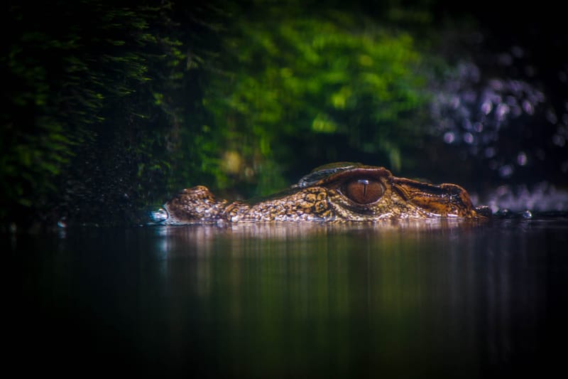 Oasi Naturalistica Sant'Alessio