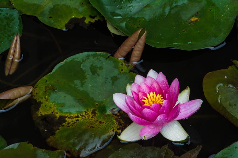 Oasi Naturalistica Sant'Alessio