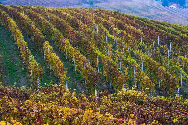 Langhe in Autunno