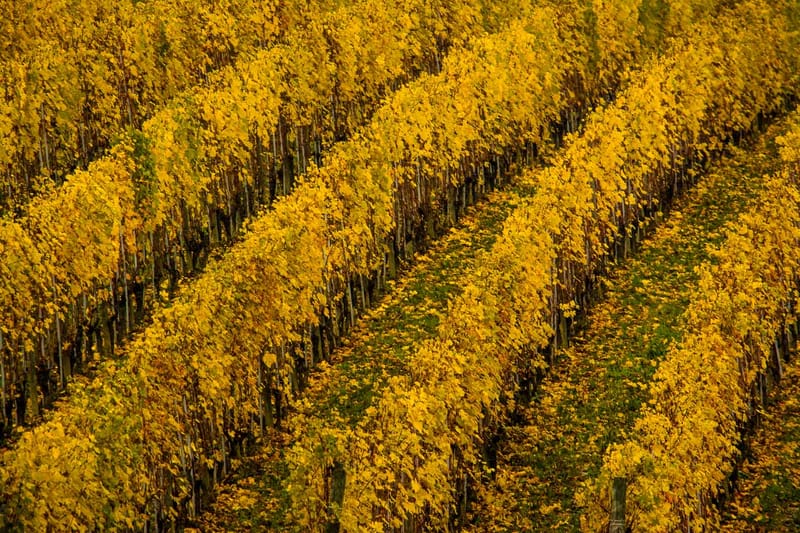Langhe in Autunno
