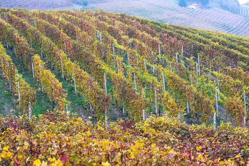 Langhe in Autunno
