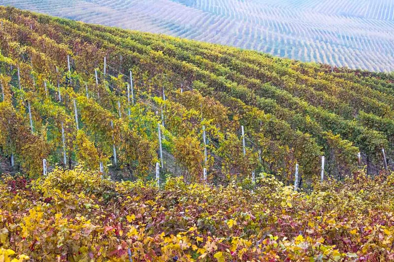 Langhe in Autunno