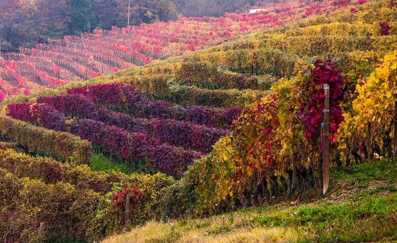 Langhe in Autunno