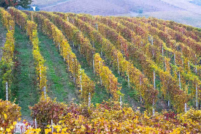Langhe in Autunno