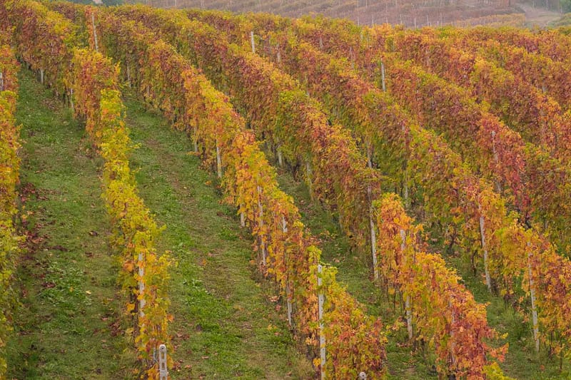 Langhe in Autunno