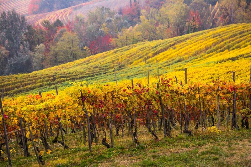 Langhe in Autunno