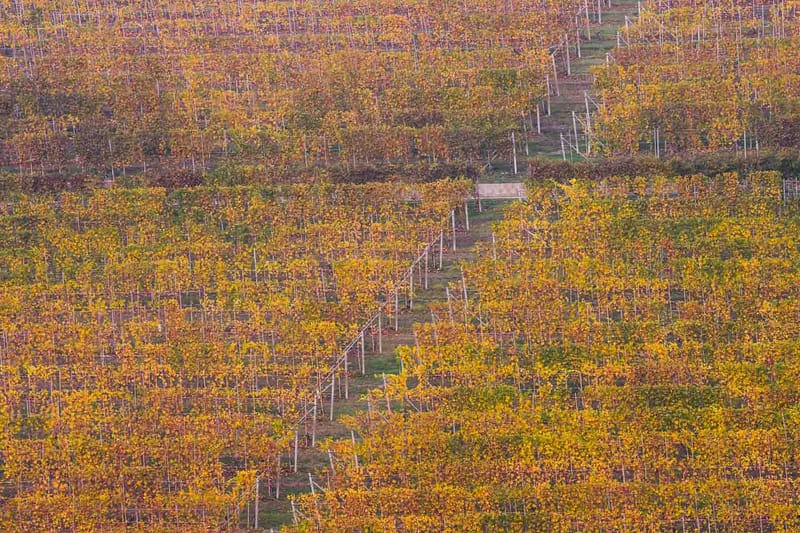 Langhe in Autunno
