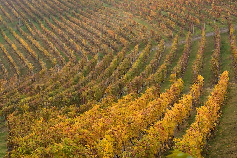 Langhe in Autunno