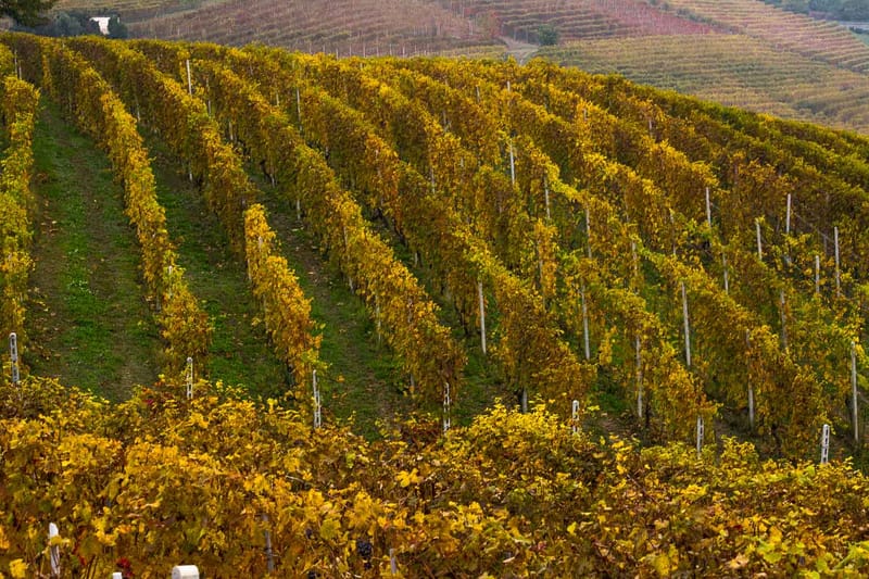 Langhe in Autunno