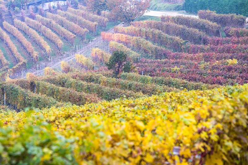 Langhe in Autunno