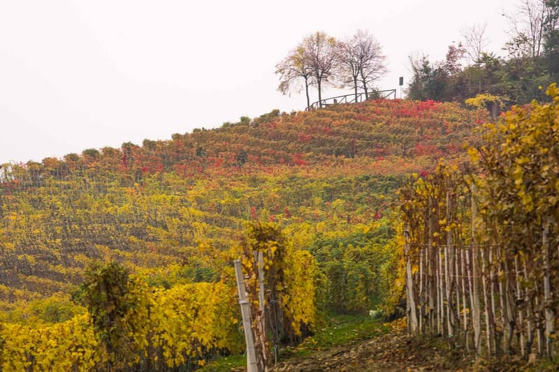 Langhe in Autunno
