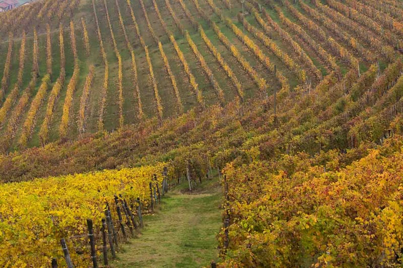 Langhe in Autunno