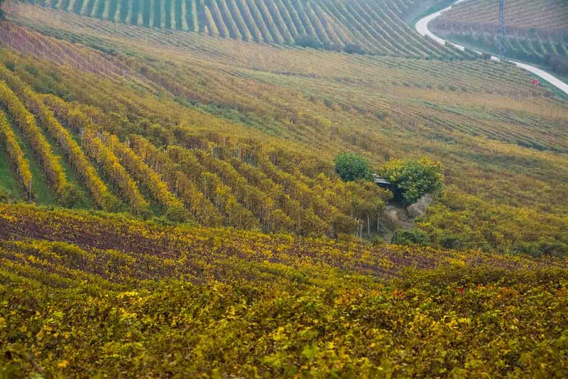 Langhe in Autunno