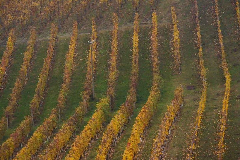 Langhe in Autunno