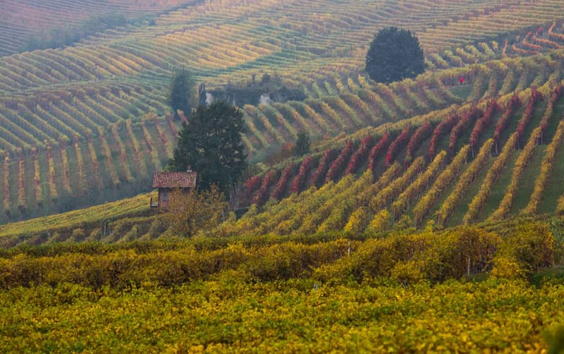 Langhe in Autunno