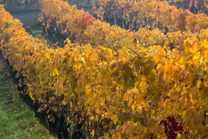 Langhe in Autunno