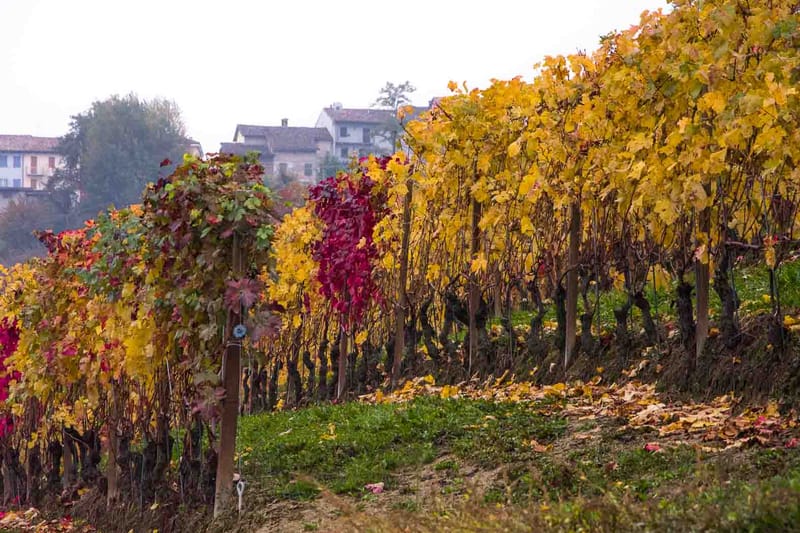 Langhe in Autunno