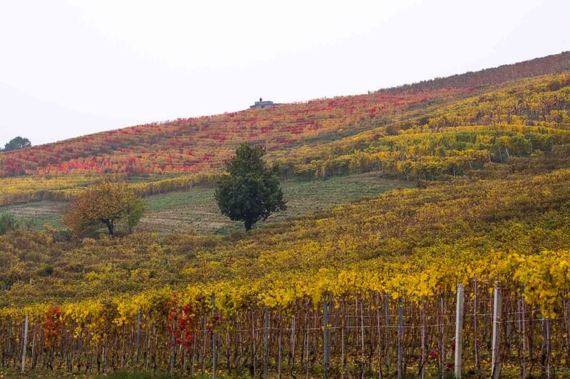 Langhe in Autunno