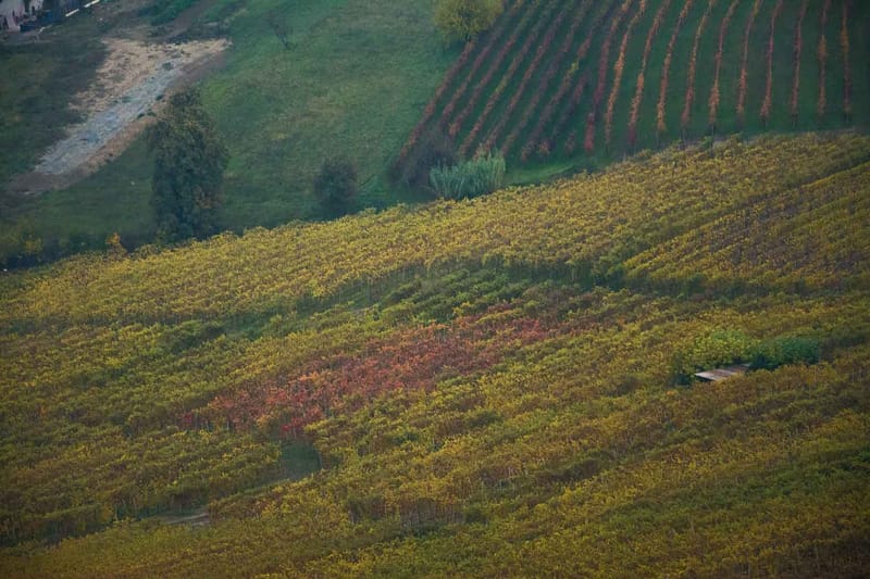 Langhe in Autunno