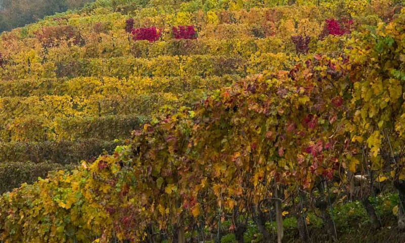 Langhe in Autunno