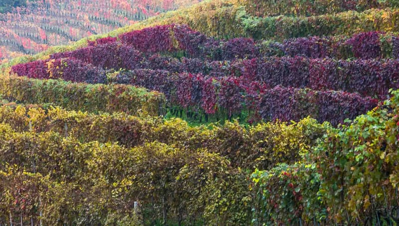 Langhe in Autunno