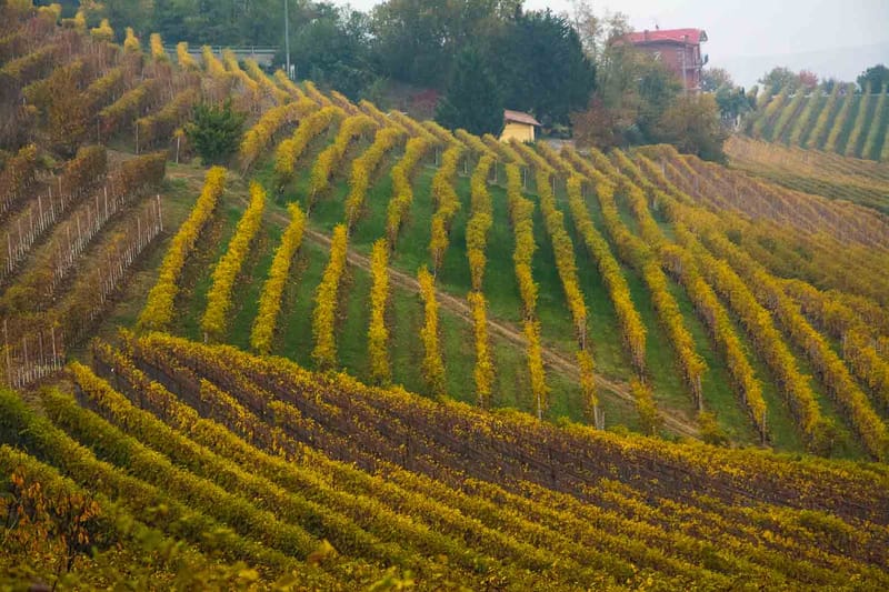 Langhe in Autunno