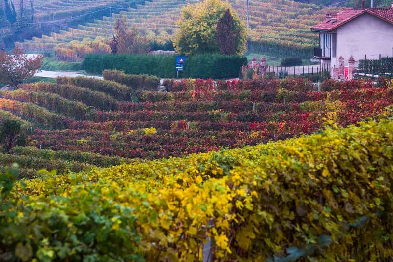 Langhe in Autunno