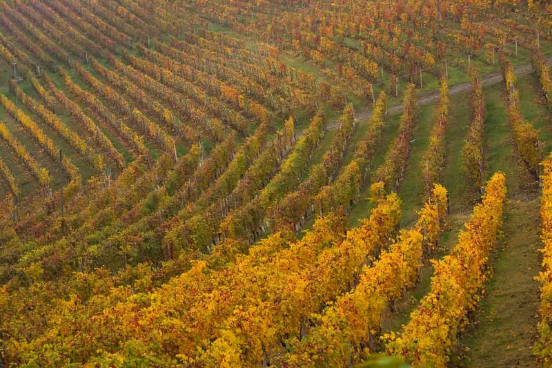 Langhe in Autunno